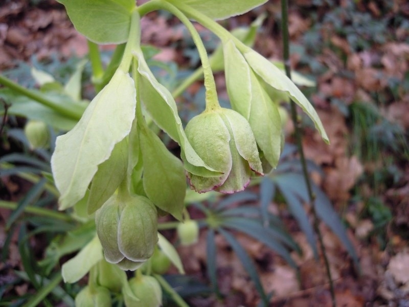 Helleborus foetidus (Ranunculaceae)